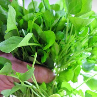 Smak: pieprzny i ostry.
Najlepiej dodać ją do kanapki.