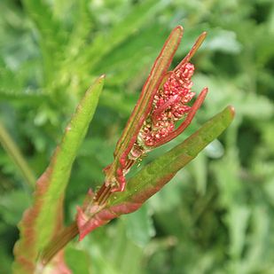Smak: cytrusowy.
Najlepiej smakuje dodany do omletu.