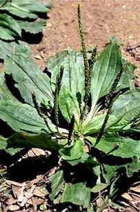 Smak: orzechowy, podobny do smaku szparagów.
Najlepiej smakuje ugotowany.