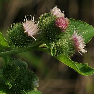 Smak: podobny do szparagów.
Najlepiej smakuje usmażony.