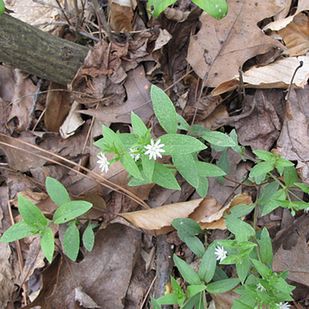 Smak: podobny do szpinaku i kukurydzy.
Najlepiej smakuje w sałatce.