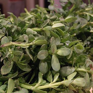 Smak: podobny do szpinaku z lekko kwaśnym posmakiem.
Z portulaki można przyrządzić zupę krem lub dodać ją do sałatki.