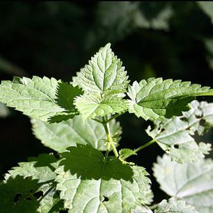 Smak: podobny do szpinaku.
Dobrze smakuje w omlecie.