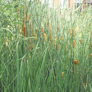 Smak: podobny do kukurydzy.
Z ożypałki można wykonać placki, smażone na patelni.