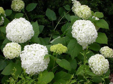 Hortensja krzewiasta (Hydrangea arborescens)