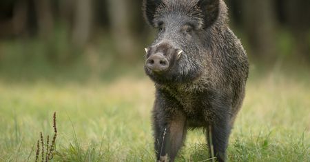 Ostrzeżenie dla spacerowiczów. W sopockich lasach szykuje się polowanie na dziki