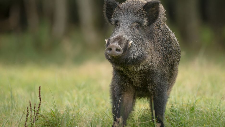 W ciągu ostatnich trzech miesięcy leśniczy przyjęli ok. 100 zgłoszeń związanych z problemem sopockich dzików