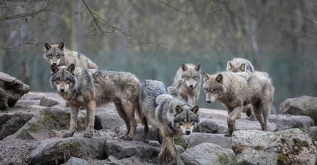 Formalnie nie łamią prawa. Jednak nęcenie dzikich zwierząt jedzeniem pokazuje brak wyobraźni