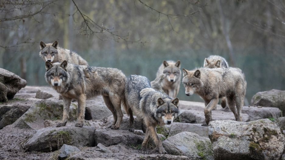Dobre zdjęcie bywa warte więcej niż życie zwierząt