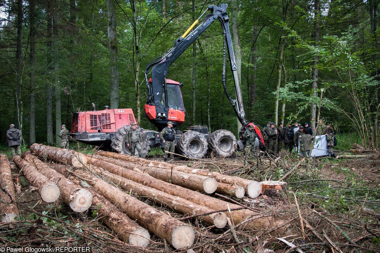 Leśnicy drżą o pensje. Nowy pomysł Brukseli zrujnuje Lasy Państwowe