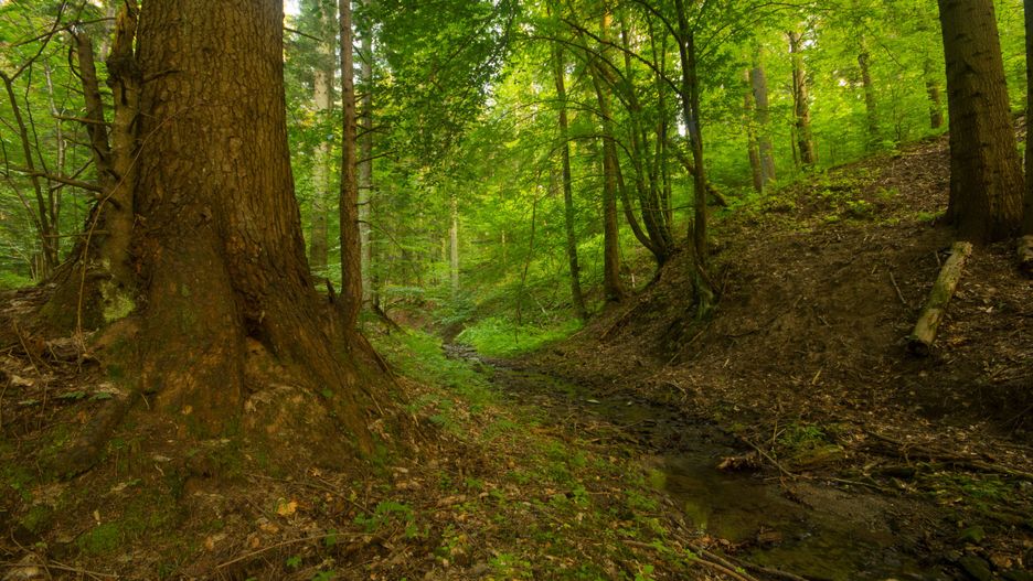 Na terenie projektowanego Turnickiego Parku Narodowego znaleziono ponad 6 tysięcy drzew spełniających kryteria drzew pomnikowych