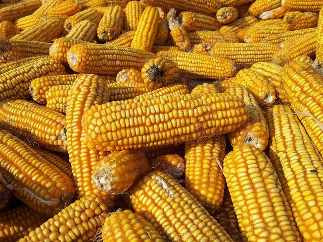 Szkodniki kukurydzy