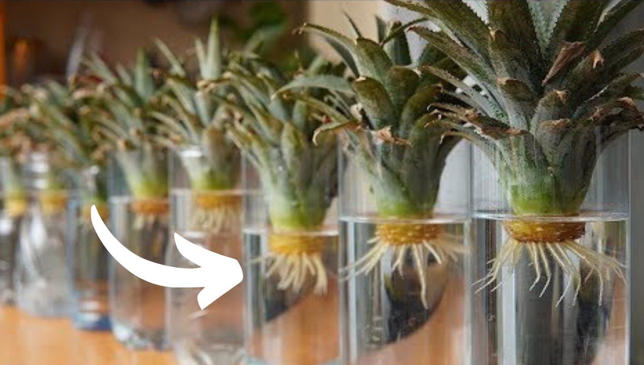 Jak zasadzić ananasa w doniczce? Fot. Youtube/Home&Garden