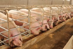 Chiny: ASF atakuje kolejne prowincje