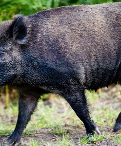 ASF. Odstrzał dzików w Trójmieście. W Wielkopolsce będzie płot