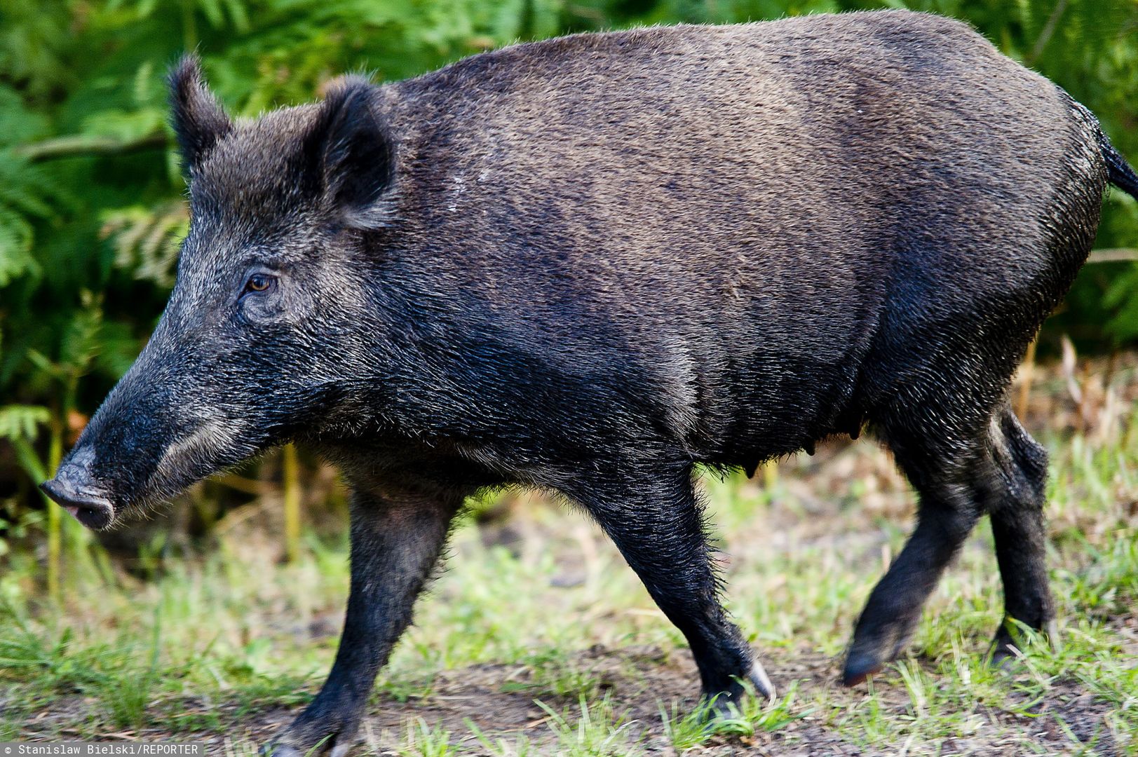 Trwa walka z ASF. Urzędnicy mają własne pomysły