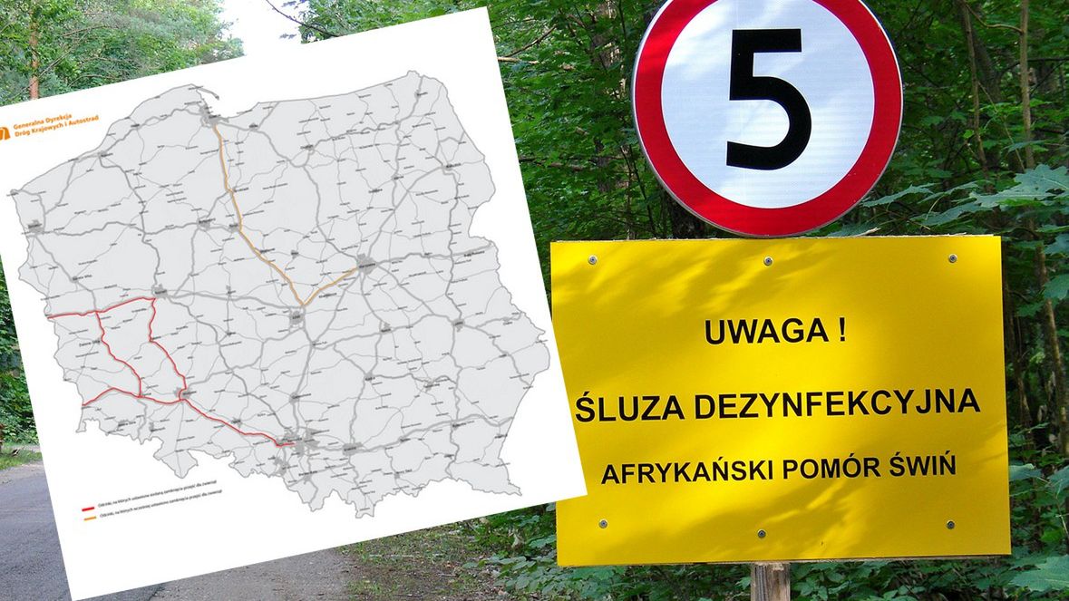 Generalna Dyrekcja Dróg Krajowych i Autostrad zamyka przejścia dla zwierząt wzdłuż kolejnych odcinków autostrad i dróg ekspresowych.