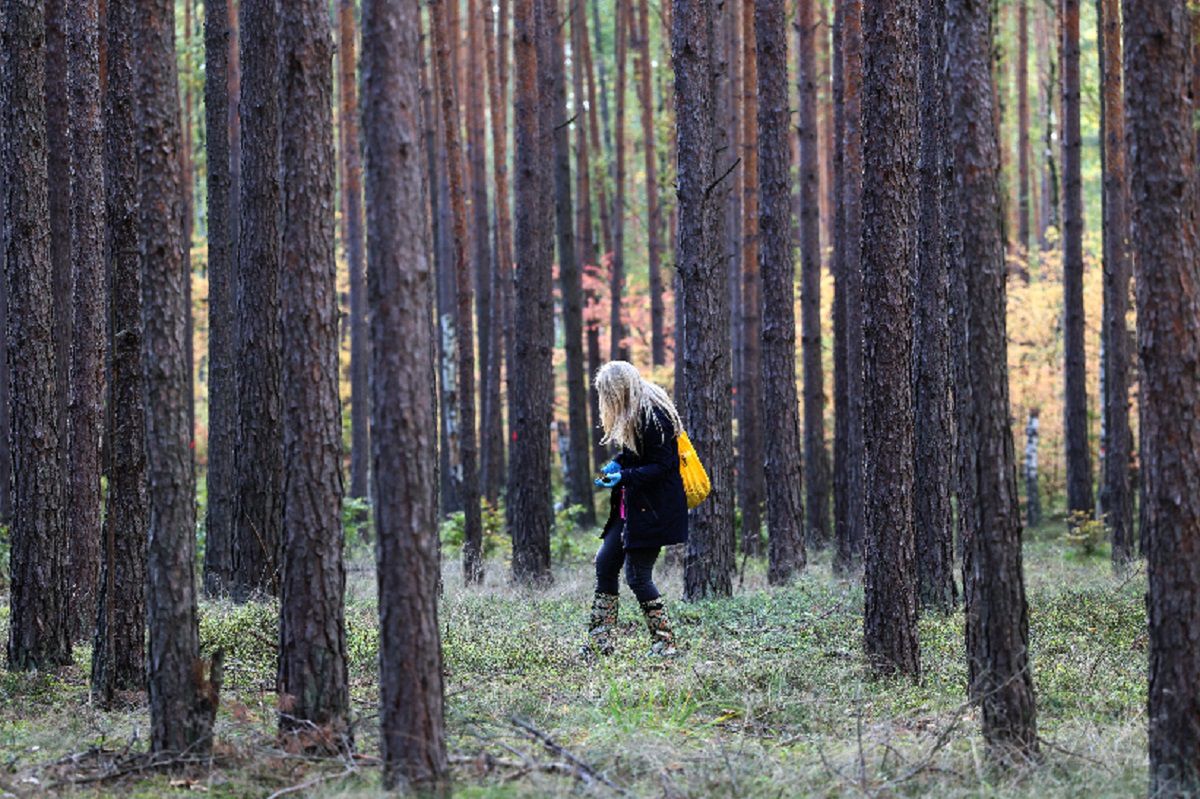 Grzyby warte fortunę pojawiły się w Polsce. Mało kto je zbiera, a kosztują nawet 2 tys. euro