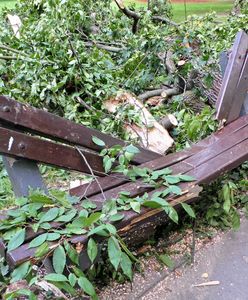 Na matkę z dzieckiem runęło drzewo. Niemowlę zmarło