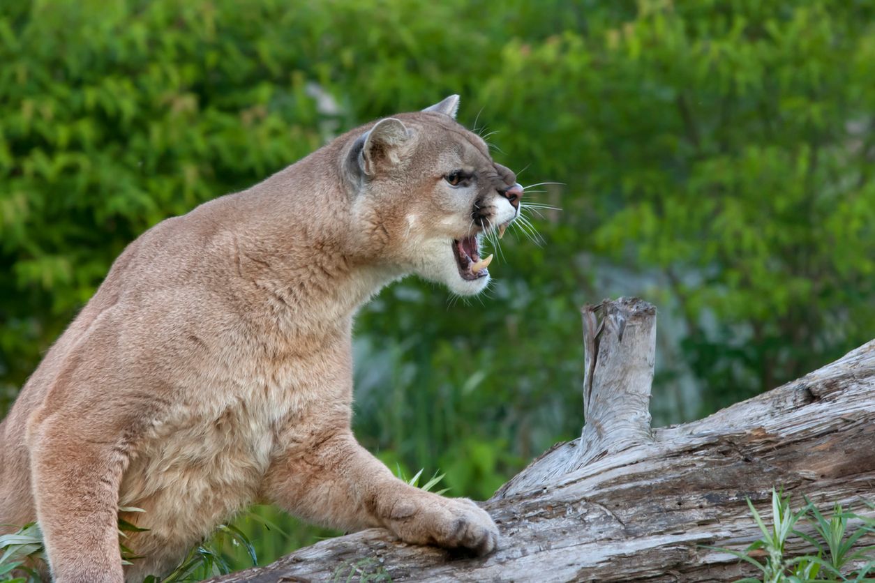 kot puma śląskie