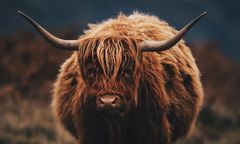 Cybinka: krowy na gigancie sieją postrach na drogach. Gmina chce je odebrać właścicielowi