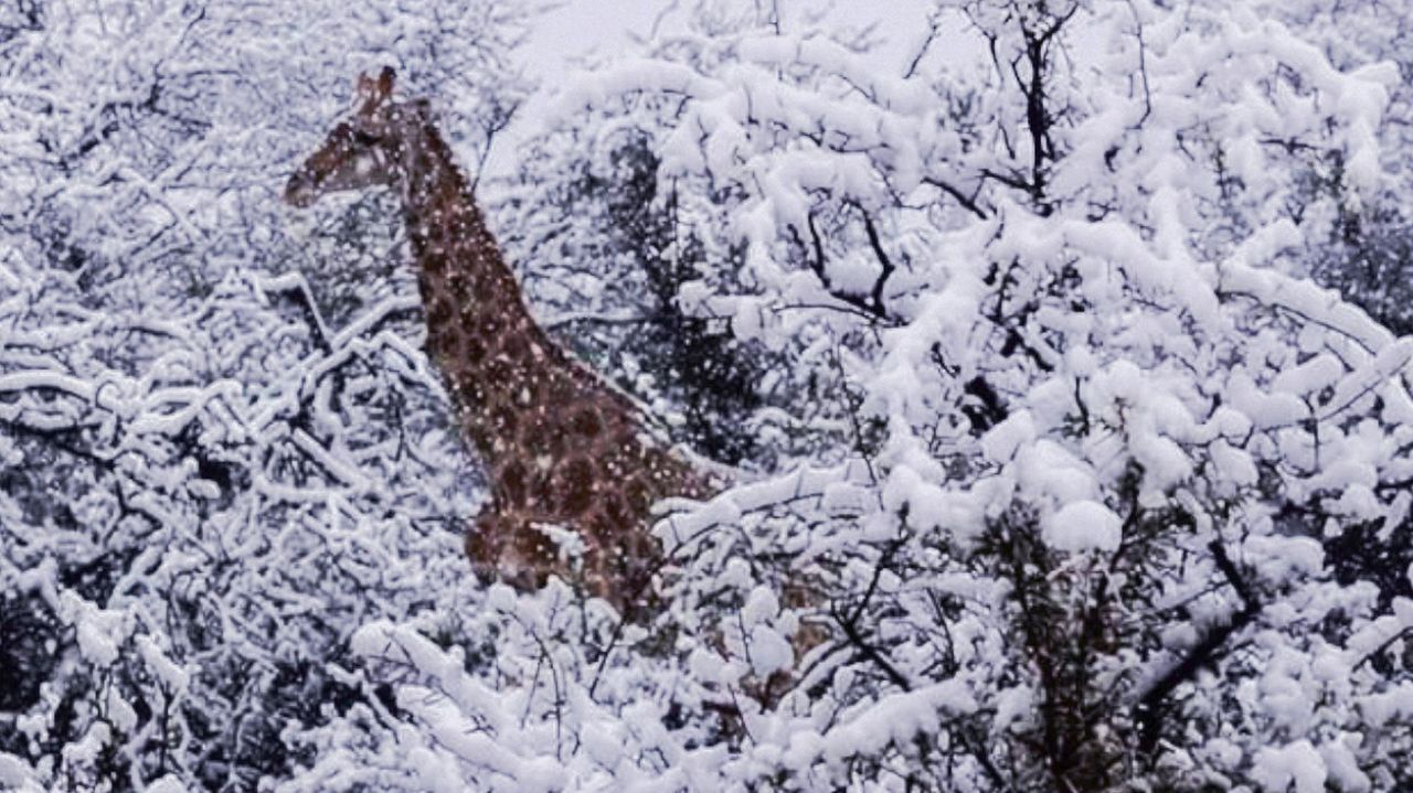 Wpadnij do Afryki, pojeździmy na nartach