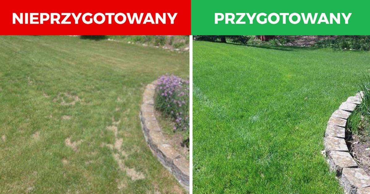 Jak przygotować trawnik na zimę? Te triki sprawią, że wiosną pięknie odrośnie