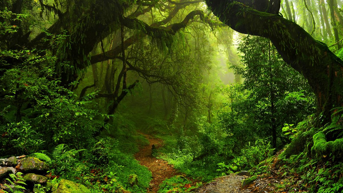 drzewa, las, natura