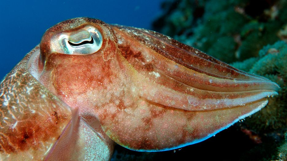 Krewetki to ulubione danie mątw