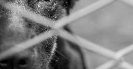 Znęcał się nad kilkudziesięcioma zwierzętami hodowlanymi. Dostał 2,5 roku więzienia