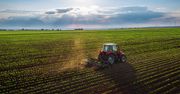 Rolnictwo zabije ludzkość? Pojawił się nowy grzyb
