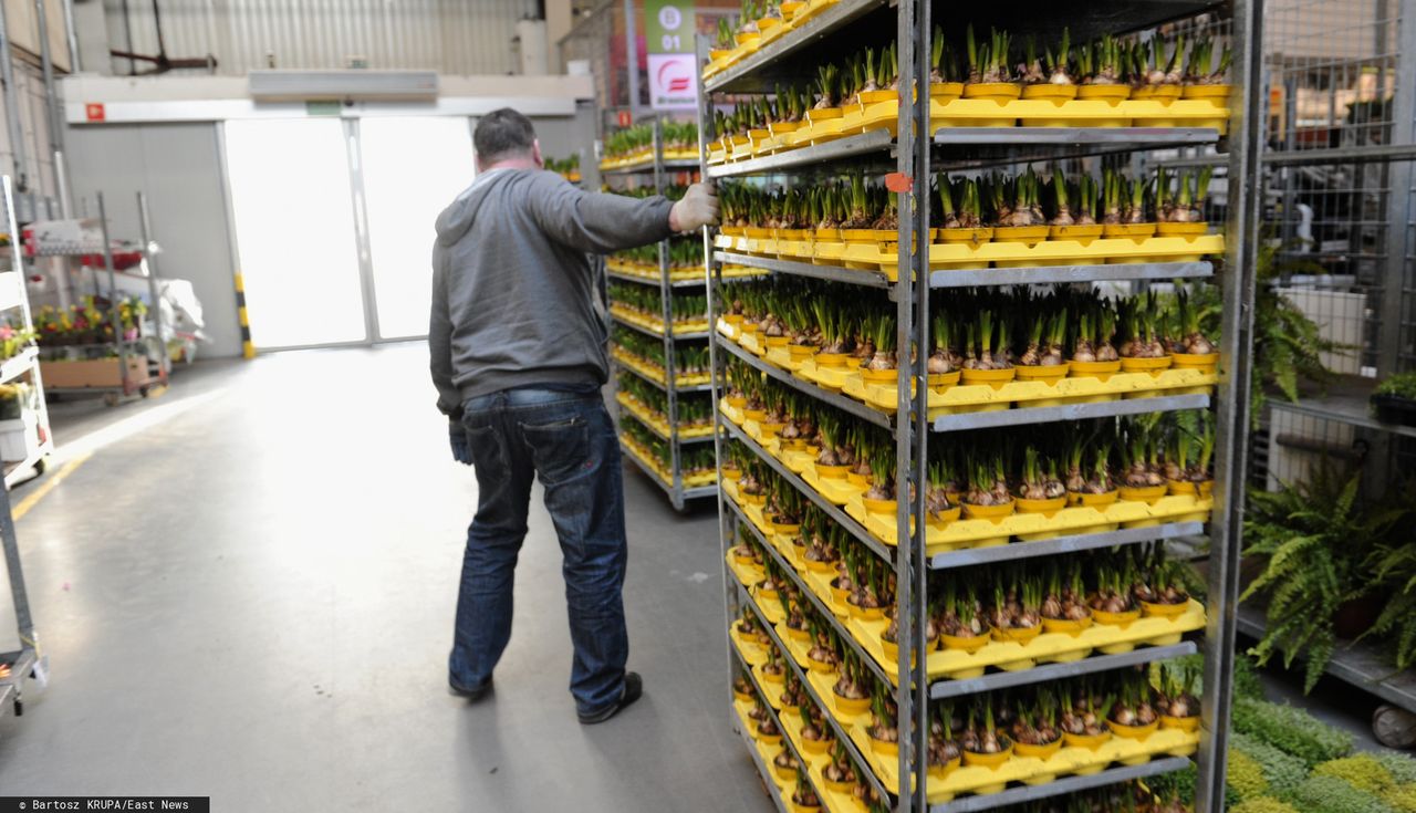 To nie czas na storczyki. Branża kwiatowa wyhamowała i apeluje o pomoc