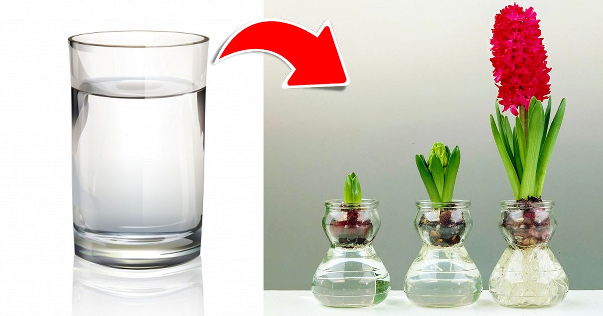 Szklanka wody wystarczy, aby wyhodować aż 13 różnych roślin! Prościej się nie da