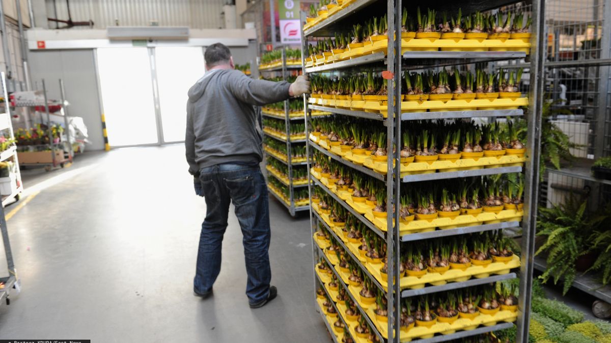 Producenci i sprzedawcy kwiatów dołączyli do branż, które wpadły w ogromne tarapaty 
