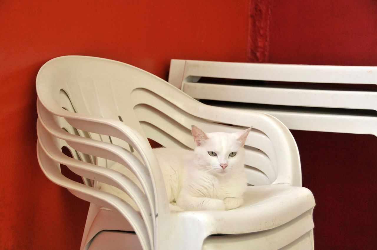 Czym wyczyścić białe krzesła plastikowe, fot. getty images