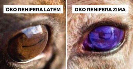 10 ciekawostek o reniferach, którymi zaimponujesz dzieciom w czasie świąt