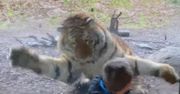 Dublin. Tygrys chciał zaatakować dziecko w zoo. Ojciec chłopca nagrał zajście