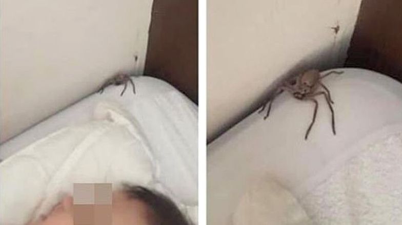 Wielki pająk w sypialni dziecka. Tata zachwycony