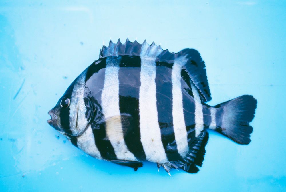 Japońskie ryby u wybrzeży Kalifornii. Przeniosło je tsunami