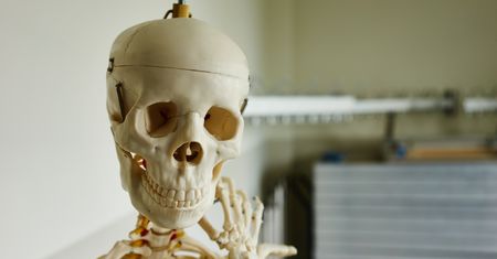 Czy znasz dobrze ludzki organizm? Sprawdź!
