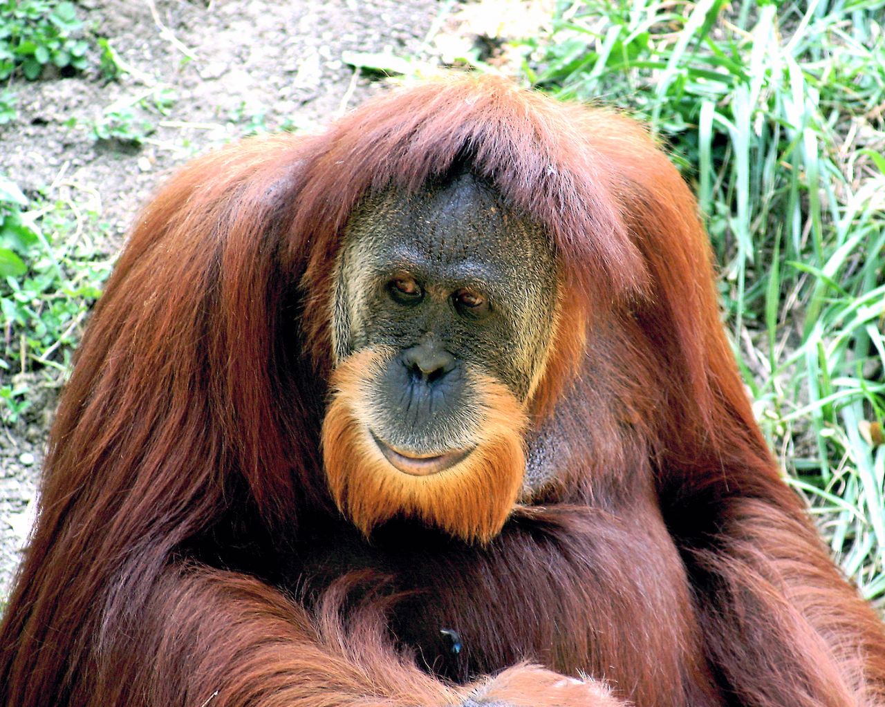 Niesamowite! Orangutan poprosił kobietę o pokazanie blizn
