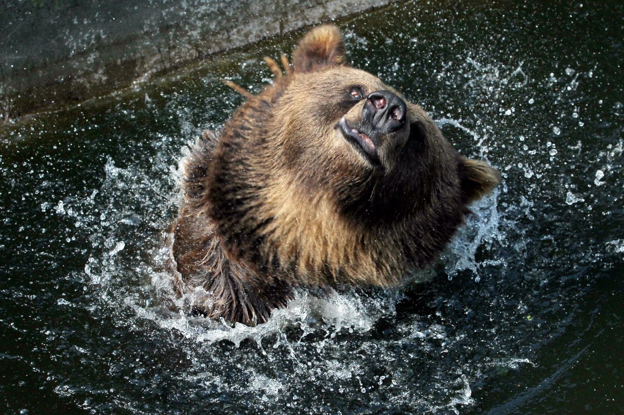 Warszawa: w ZOO mężczyzna wpadł do wybiegu dla niedźwiedzi. Chciał zrobić sobie selfie, ale był pijany