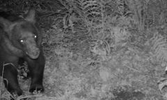 Młody niedźwiedź złapany w fotopułapkę