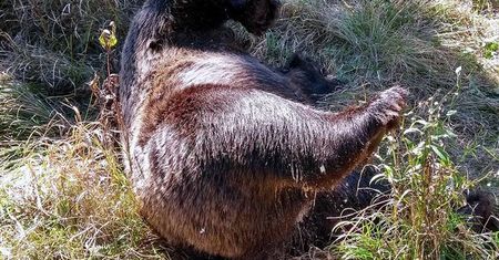 Tatry: Martwy niedźwiedź znaleziony przy szlaku
