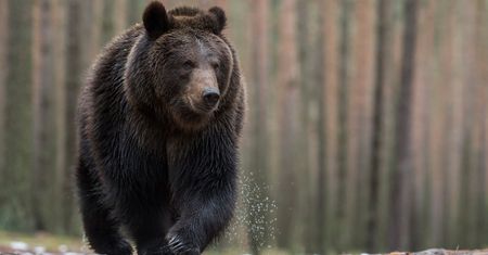 Rumunia w strachu po serii śmiertelnych ataków niedźwiedzi