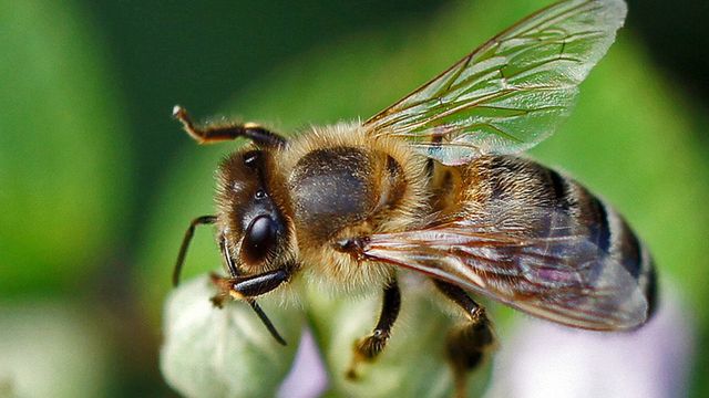 Użądleniom pszczół i os można zapobiegać.