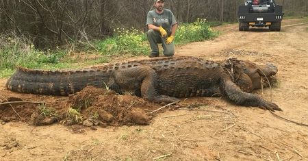 Aligator-gigant znaleziony w USA. To nie eksponat filmowy