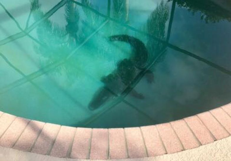 Ogromny aligator czyhał w przydomowym basenie
