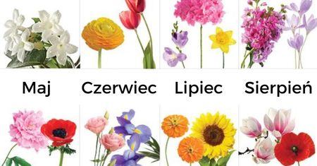 Język kwiatów. Odnajdź swój kwiat narodzin i poznaj jego sekrety