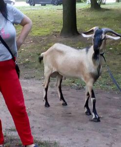 Kozioł terrorysta. Przepłynął Wisłę i buszował po miejskim parku